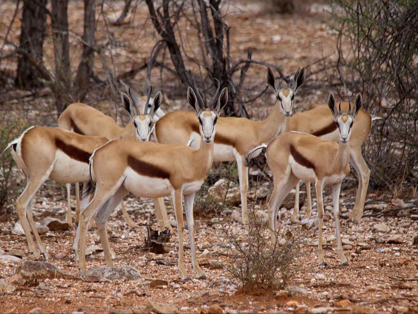 ホテル Kifaru Bush Camp オウチョ エクステリア 写真